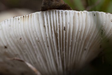 Ormanda tek mantarlı makro. Yüksek kalite fotoğraf