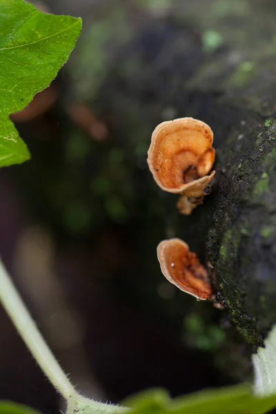 Grappolo Funghi Selvatici Che Cresce Nella Foresta Foto Alta Qualità — Foto Stock