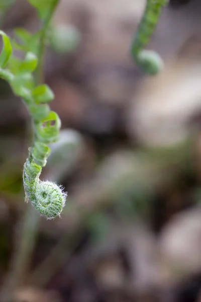 野生蕨类植物在森林中摇头丸 高质量的照片 — 图库照片