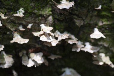 Vahşi mantar kümesi ormanda büyüyor. Yüksek kalite fotoğraf