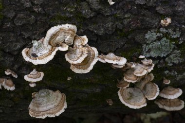 Vahşi mantar kümesi ormanda büyüyor. Yüksek kalite fotoğraf