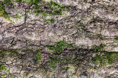 Meşe ağacı arka planda. Yüksek kalite fotoğraf