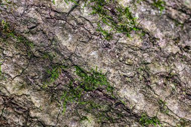 Meşe ağacı arka planda. Yüksek kalite fotoğraf