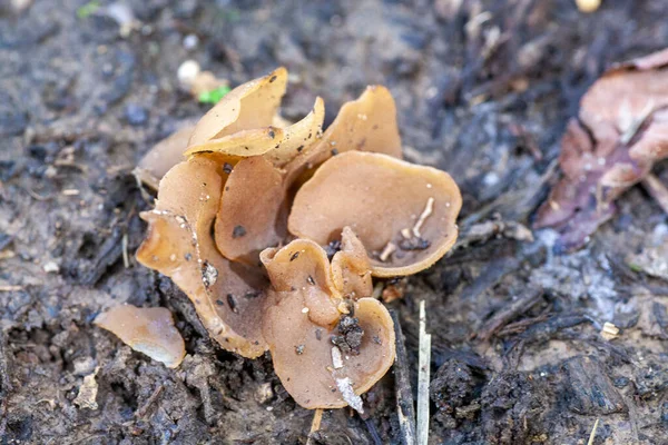 Wild Mushroom Cluster Growing Forest High Quality Photo — Stock Photo, Image