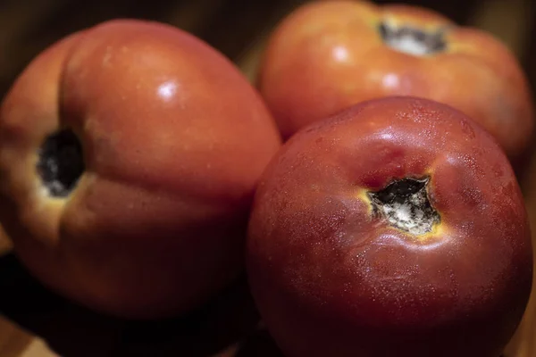밖으로 신선한 토마토 품질의 — 스톡 사진