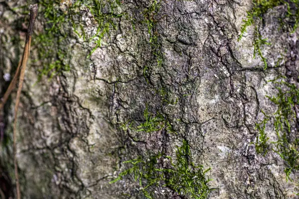 Meşe ağacı arka planda. Yüksek kalite fotoğraf