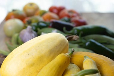 Yaz sarısı dolandırıcı boyun kabağı. Yüksek kalite fotoğraf