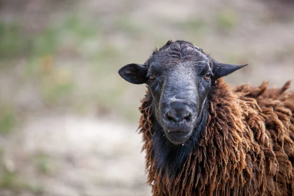 棕色成年母羊母羊 高质量的照片 — 图库照片