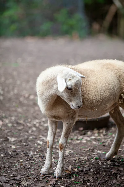 一只年轻的雌性白羊羔高质量的照片 — 图库照片