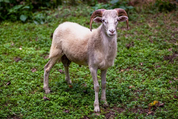 成年白羊公绵羊 高质量的照片 — 图库照片