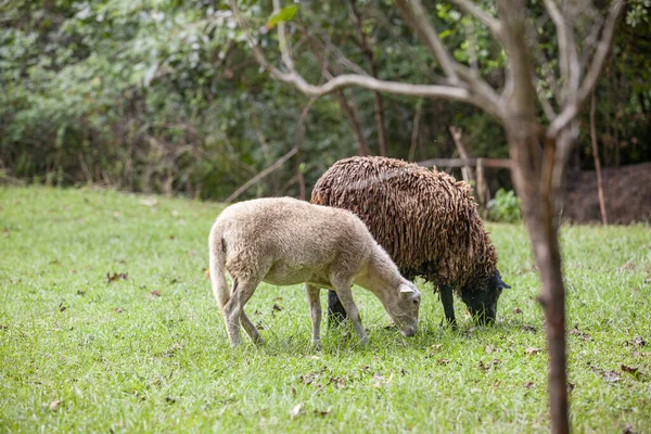 Piccolo Gregge Pecore Pascolo Foto Alta Qualità — Foto Stock