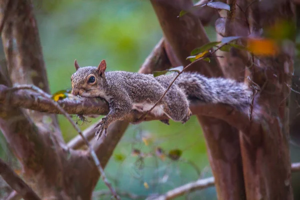 Grey Squirrel Wild High Quality Photo — Stock Photo, Image