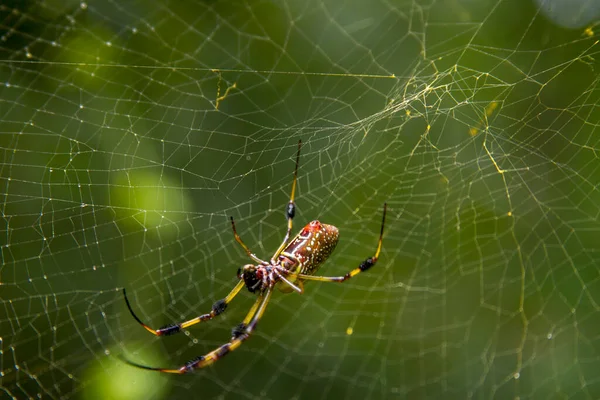 Suuri Naaras Kultainen Silkki Pallo Hämähäkki Hänen Web Laadukas Kuva — kuvapankkivalokuva