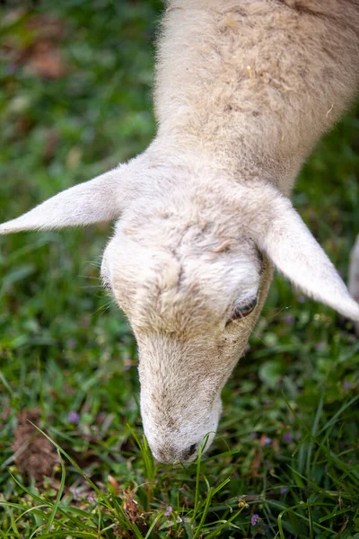 Jovens Ovelhas Cordeiro Branco Pastoreio Foto Alta Qualidade — Fotografia de Stock
