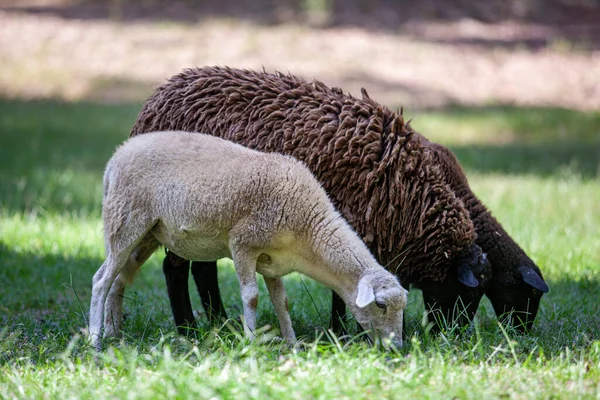 Piccolo Gregge Pecore Pascolo Foto Alta Qualità — Foto Stock