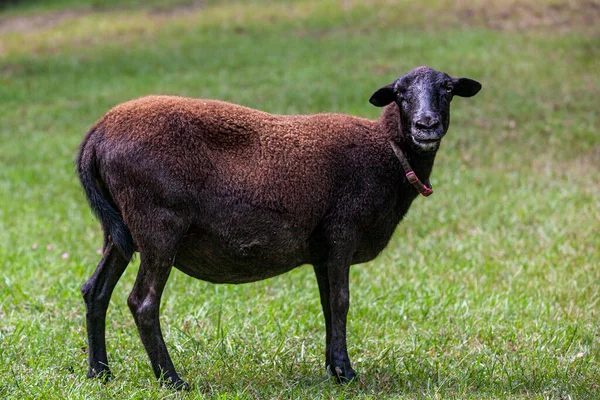 成年怀孕的母羊母羊 高质量的照片 — 图库照片