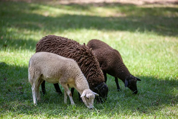 放羊的小群 高质量的照片 — 图库照片