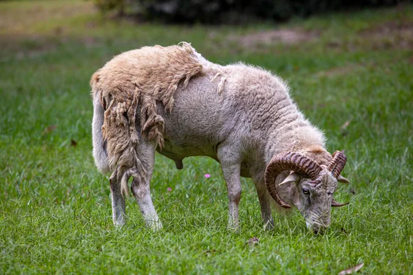 Дорослий Білий Чоловік Таран Вівці Високоякісна Фотографія — стокове фото