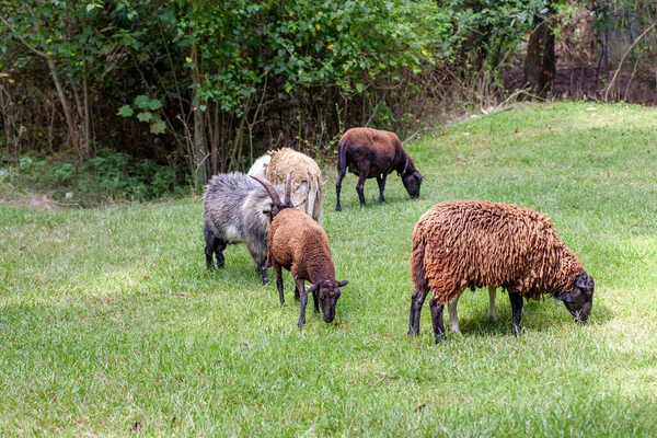 放羊的小群 高质量的照片 — 图库照片