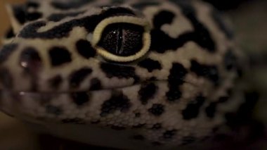 Leopar kertenkele kafası. Yüksek kalite 4k görüntü