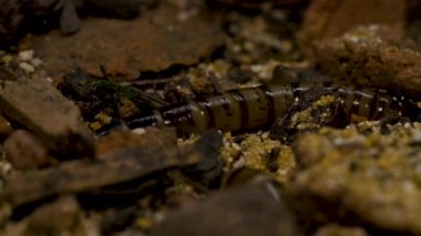 Süper solucanların Macro 'su sürüngenlere yem olur. Yüksek kalite 4k görüntü