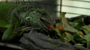 Yeşil iguana yeşillik yiyor. Yüksek kalite 4k görüntü