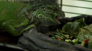 Yeşil iguana yeşillik yiyor. Yüksek kalite 4k görüntü