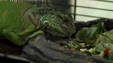 Yeşil iguana yeşillik yiyor. Yüksek kalite 4k görüntü