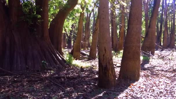 Aufnahmen Von Zypressen Einem Sumpf Louisiana Hochwertiges Filmmaterial — Stockvideo