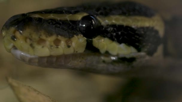 巨片镜头的一个球蟒蛇 高质量的4K镜头 — 图库视频影像