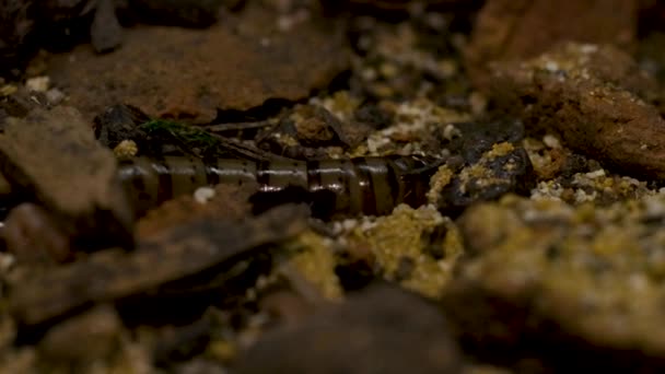 Makro Von Superwürmern Futter Für Reptilien Hochwertiges Filmmaterial — Stockvideo