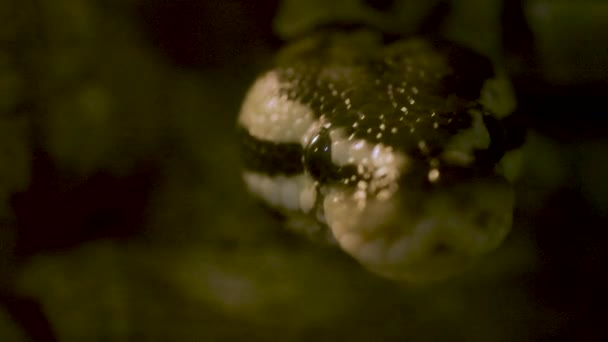 巨片镜头的一个球蟒蛇 高质量的4K镜头 — 图库视频影像