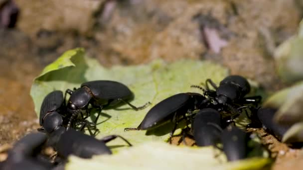Yaprak Yiyen Kara Böceklerin Makro Yüksek Kalite Görüntü — Stok video