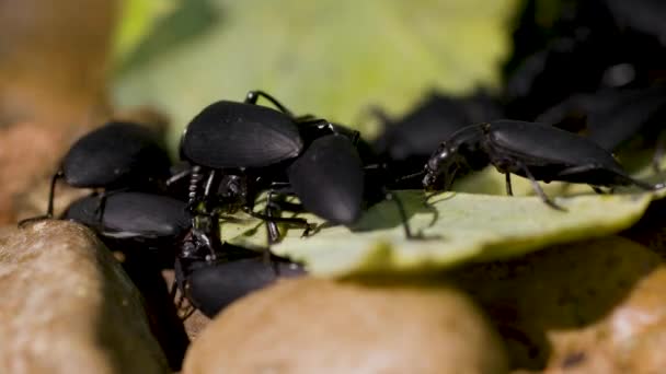 Macro Escarabajos Oscuros Comiendo Una Hoja Imágenes Alta Calidad — Vídeo de stock