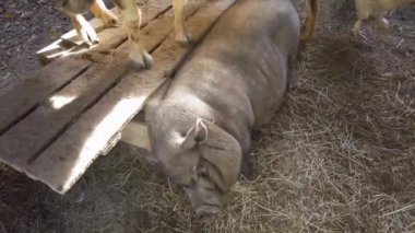 Çiftlikteki şirin tencere göbekli domuzlar. Yüksek kalite 4k görüntü