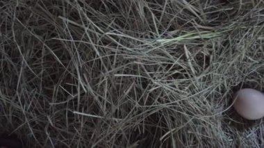 Samanlıkta taze pişmiş tavuk yumurtası. Yüksek kalite 4k görüntü