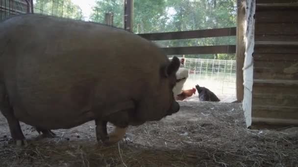 귀여운 냄비는 농장에서 돼지를 낳았습니다 고품질 — 비디오