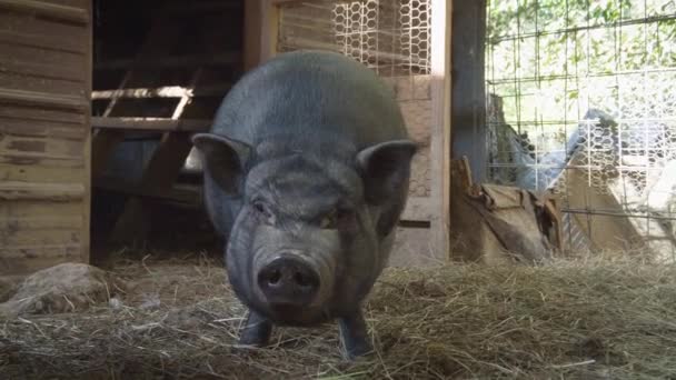 Bonito Pote Barriga Porcos Uma Fazenda Imagens Alta Qualidade — Vídeo de Stock