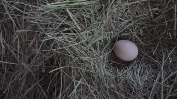 Świeżo Złożone Brązowe Jajko Kurczaka Sianie Wysokiej Jakości Materiał — Wideo stockowe