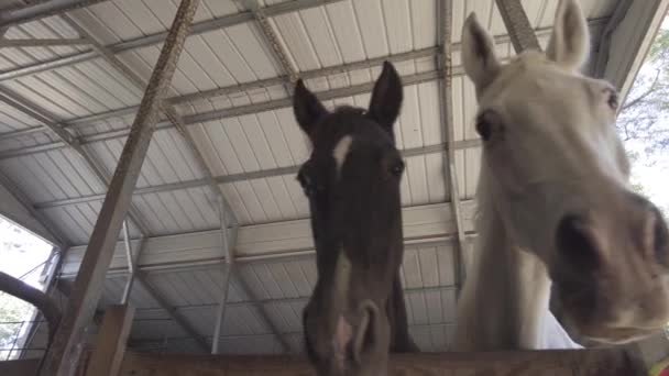 Śmieszny Czarno Biały Koń Stodole Wysokiej Jakości Materiał — Wideo stockowe