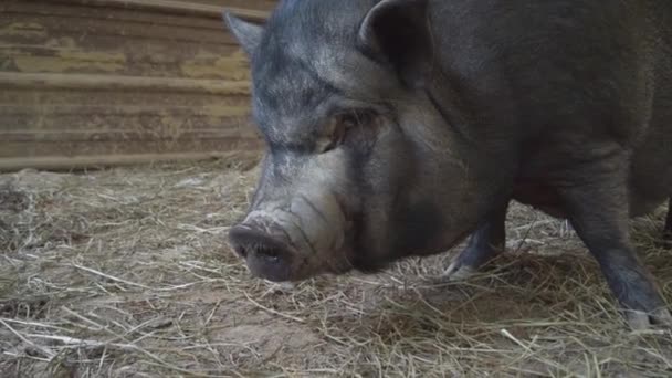 Niedliche Topfbauchschweine Auf Einem Bauernhof Hochwertiges Filmmaterial — Stockvideo