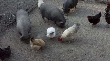 Çiftlikteki çiftlik hayvanları. Göbekli domuzlar, cüce keçiler, haydutlar ve normal tavuklar da dahil. Yüksek kalite 4k görüntü