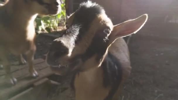 Nigerian Dwarf Goats Funny Pen High Quality Footage — Stock Video