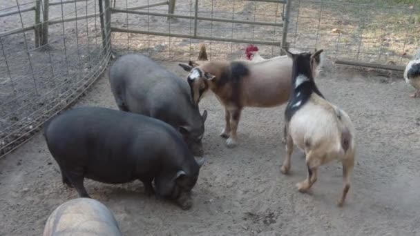 Animales Corral Una Granja Incluyendo Cerdos Vientre Marihuana Cabras Enanas — Vídeo de stock