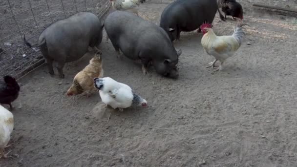 Barnyard Állatok Egy Farmon Beleértve Füves Hasú Sertéseket Törpe Kecskéket — Stock videók