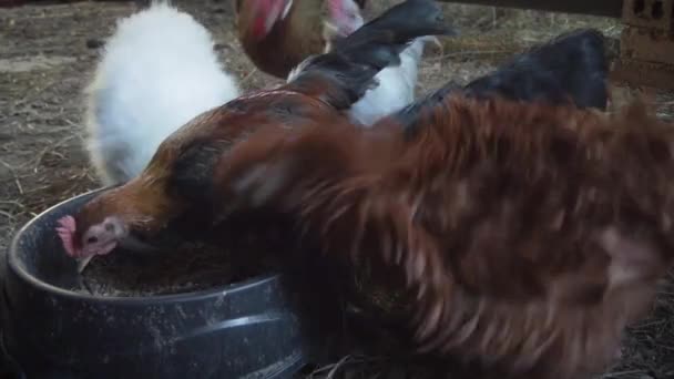 Barnyard Animals Farm Including Pot Bellied Pigs Dwarf Goats Bantams — Stock Video