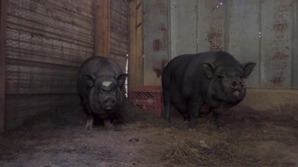 Bonito Pote Barriga Porcos Uma Fazenda Imagens Alta Qualidade — Vídeo de Stock