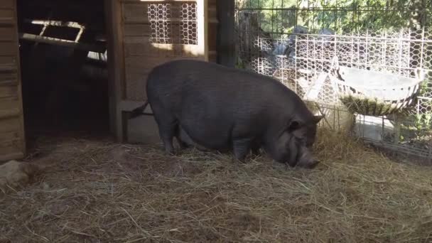 可爱的猪肚猪在农场里 高质量的4K镜头 — 图库视频影像