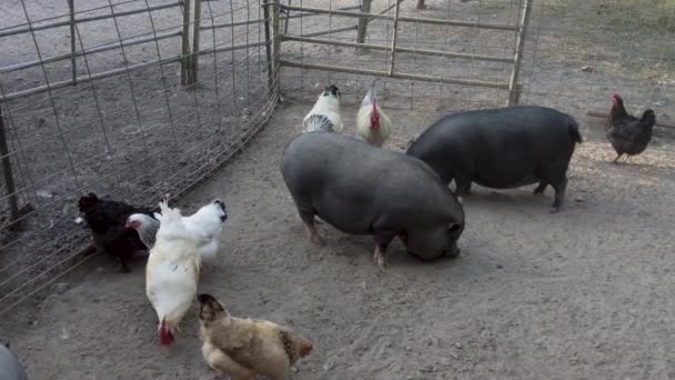 农场里的谷仓动物 包括大锅腹猪 矮山羊 斑马和普通鸡 高质量的4K镜头 — 图库视频影像