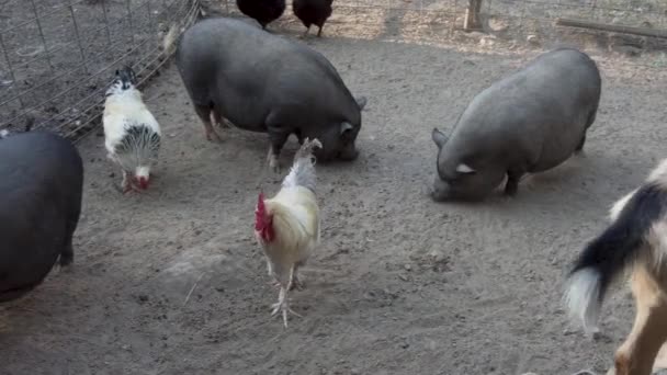Animales Corral Una Granja Incluyendo Cerdos Vientre Marihuana Cabras Enanas — Vídeo de stock